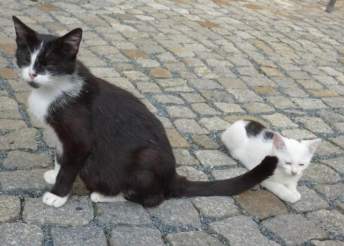 Aus-zeit Auf Dem Lande Daire